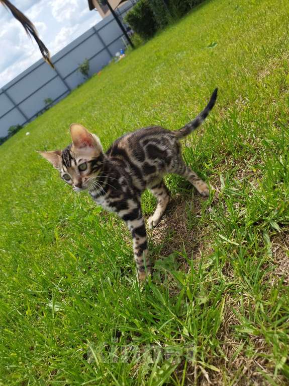 Кошки в Ярославле: Бенгальский  мальчик  Мальчик, 65 000 руб. - фото 5