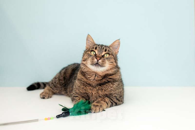 Кошки в Москве: Крупная британская кошка Муза в добрые руки Девочка, 1 руб. - фото 7