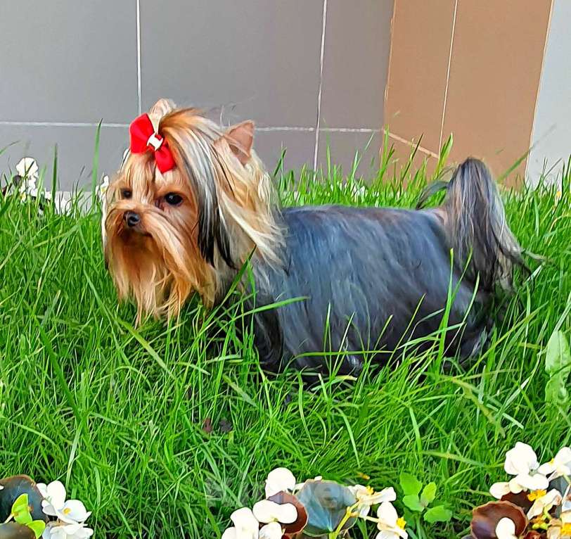 Собаки в Москве: МИНИ МАЛЬЧИК РКФ Мальчик, 45 руб. - фото 8