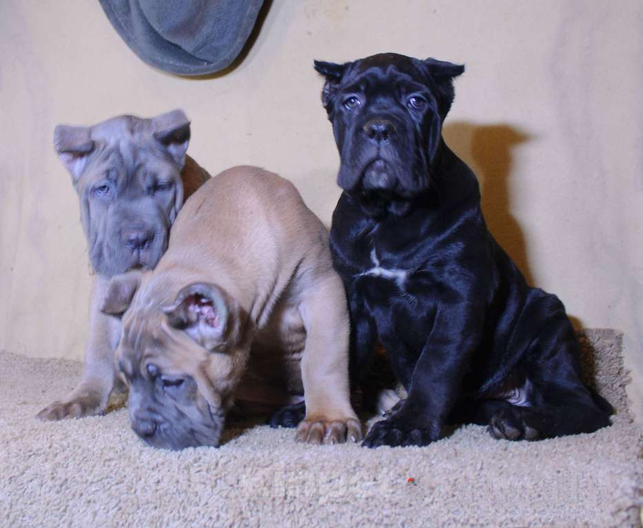 Собаки в других городах Ярославской области: Девочка корсо Девочка, 80 000 руб. - фото 2