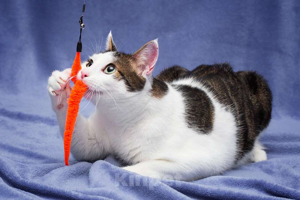 Кошки в Москве: Кот в добрые руки Мальчик, Бесплатно - фото 2