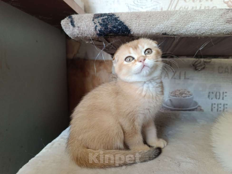 Кошки в Екатеринбурге: Вислоухая девочка окраса ny11 Девочка, 16 000 руб. - фото 5