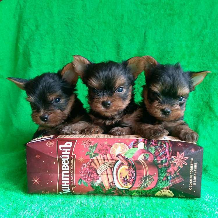 Собаки в Москве: Йорки девочки мелкий стандарт Девочка, 45 000 руб. - фото 1