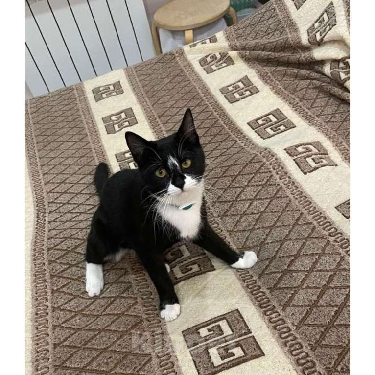 Кошки в Казани: Котенок девочка подросток Девочка, Бесплатно - фото 3