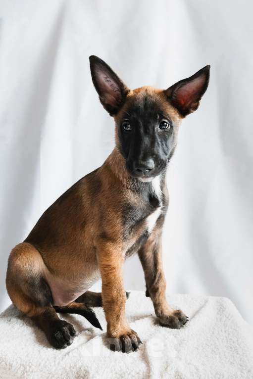 Собаки в Новосибирске: Девочка овчарка Девочка, 55 000 руб. - фото 1