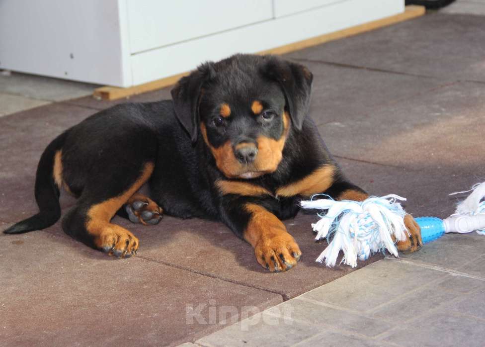 Собаки в Екатеринбурге: Щенки ротвейлера.  Девочка, 50 000 руб. - фото 3
