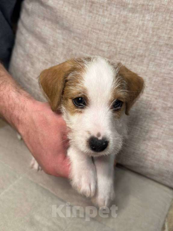 Собаки в Новосибирске: чистокровные щеночки джек рассел терьер Мальчик, 20 000 руб. - фото 2