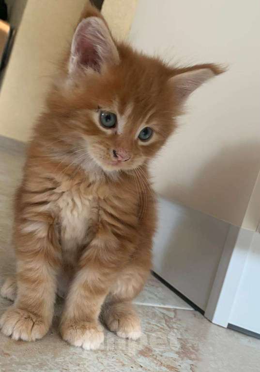 Кошки в Москве: Роскошная девочка Мейн-Кун Девочка, 65 000 руб. - фото 5