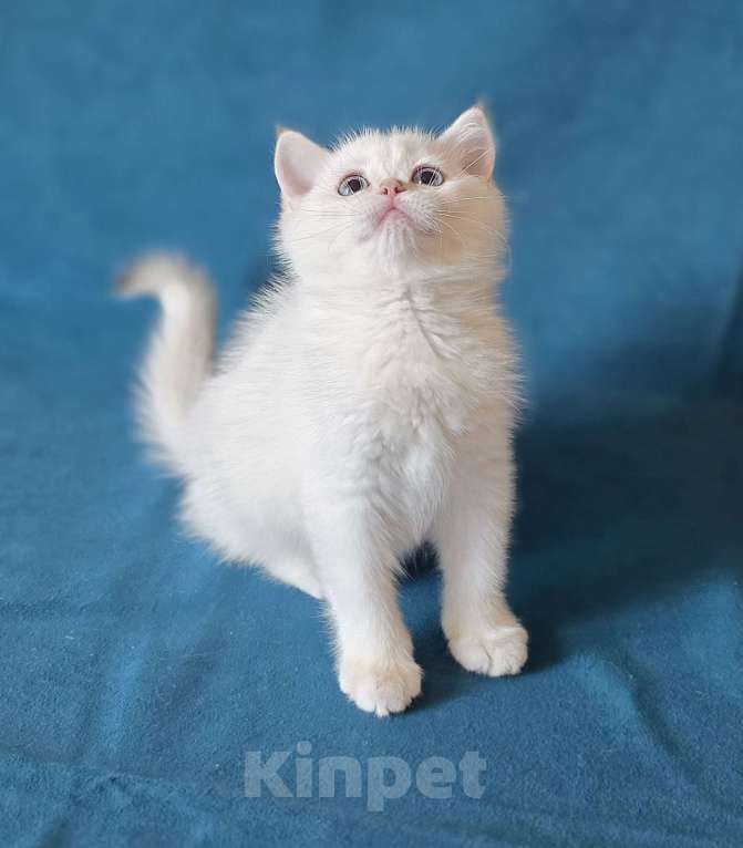 Кошки в Калуге: Raffaella SFS 71 ny 1233 Девочка, Бесплатно - фото 3