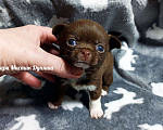 Собаки в Санкт-Петербурге: Чихуахуа Дуняша шоколадного окраса Девочка, 80 000 руб. - фото 4