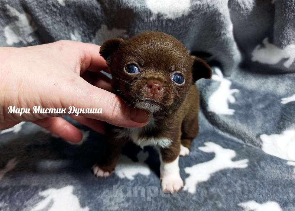 Собаки в Санкт-Петербурге: Чихуахуа Дуняша шоколадного окраса Девочка, 80 000 руб. - фото 4
