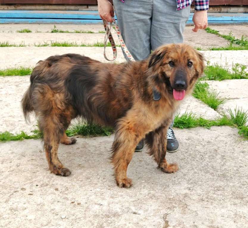 Собаки в Москве: Тигруша живет надеждой встретить свою семью! Мальчик, Бесплатно - фото 9