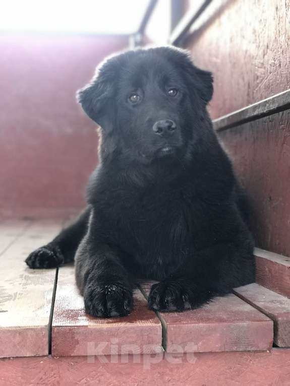 Собаки в других городах Тверской области: Тувинская овчарка подросток Девочка, 20 000 руб. - фото 5
