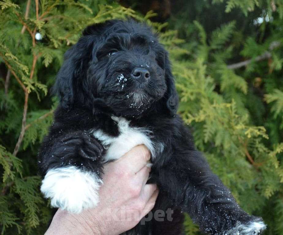 Собаки в других городах Московской области: Шикарный мальчик  Мальчик, 40 000 руб. - фото 2