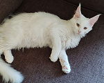 Кошки в Уфе: Белая кошечка мейн-кун Девочка, 25 000 руб. - фото 3