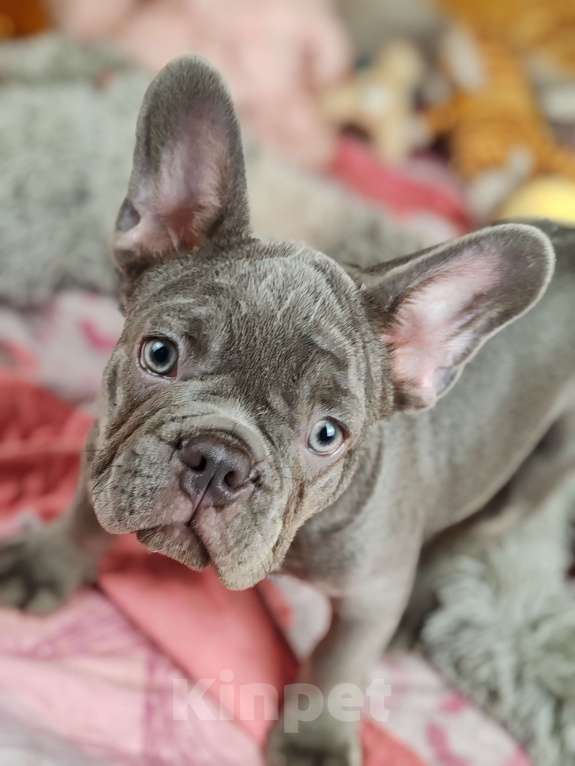 Собаки в Санкт-Петербурге: Шикарный щенки французский бульдог Мальчик, 70 000 руб. - фото 6