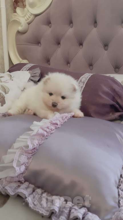 Собаки в Казани: Чистокровные помиранские шпицы Мальчик, 65 000 руб. - фото 5