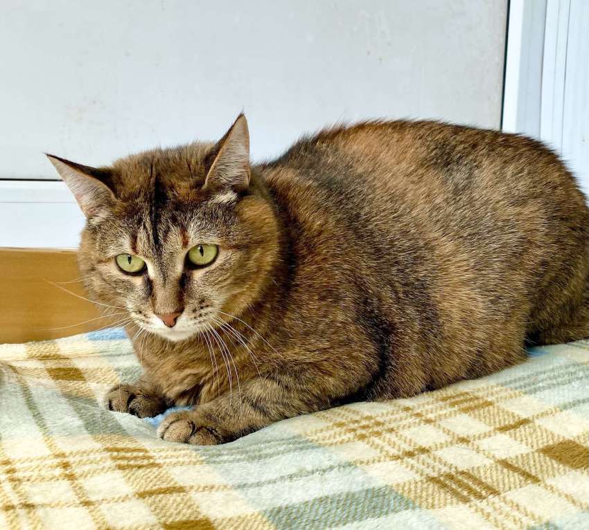 Кошки в Москве: Плюшевая кошечка Сильва в добрые руки Девочка, Бесплатно - фото 2