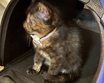 Кошки в Рязани: Котенок в добрые руки Девочка, Бесплатно - фото 4