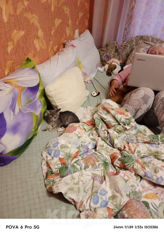 Кошки в других городах Московской области: Отдам в добрые руки двух котят, Бесплатно. Помогите не умереть от аллергии!!! Мальчик, Бесплатно - фото 6