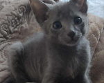 Кошки в Лукоянове: Котёнок Петерболда, 1 500 руб. - фото 2