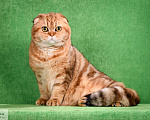 Кошки в Москве: в добрые руки золотой мраморный кот Мальчик, 2 000 руб. - фото 3