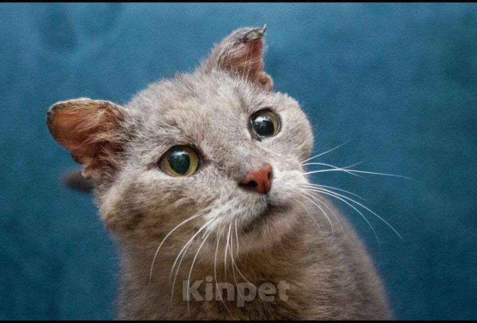 Кошки в Москве: Одинокий Шеги Мальчик, Бесплатно - фото 4