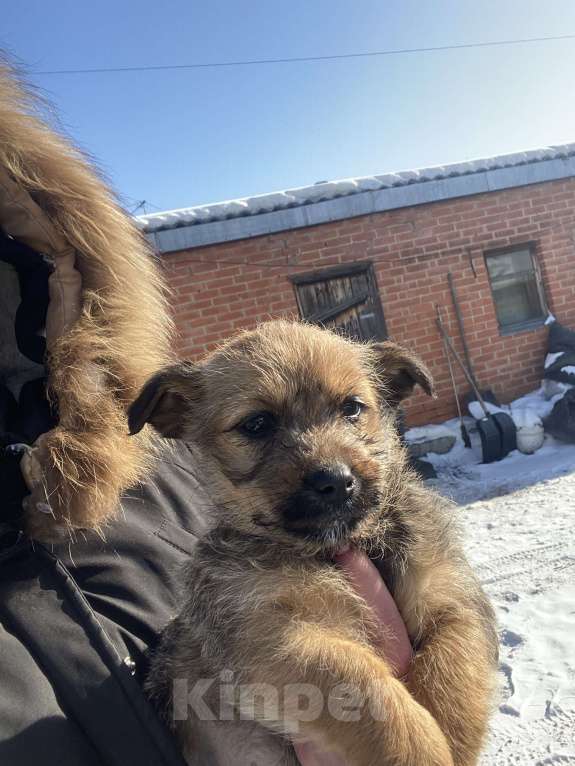 Собаки в Кемерово: Девочка рыжая  Девочка, Бесплатно - фото 2
