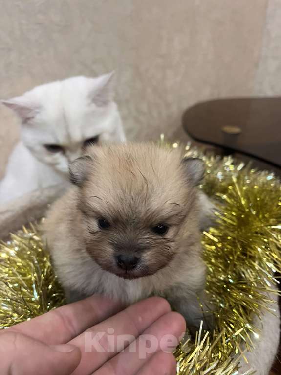 Собаки в Сургуте: НЕМЕЦКИЙ ШПИЦ Девочка, 35 000 руб. - фото 3