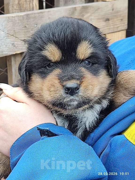 Собаки в Артемовском: Щенки банхара Разнополые, 10 000 руб. - фото 3