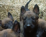 Собаки в других городах Калининградской области: Продам щенков бельгийской овчарки (маленуа) Мальчик, 20 000 руб. - фото 2