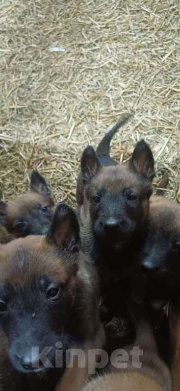 Собаки в других городах Калининградской области: Продам щенков бельгийской овчарки (маленуа) Мальчик, 20 000 руб. - фото 2