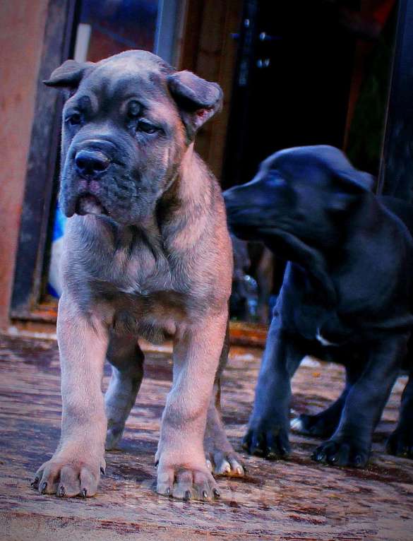 Собаки в других городах Ярославской области: Щенки кане корсо Мальчик, 60 000 руб. - фото 5