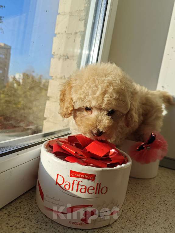 Собаки в Москве: Той пудель девочка  Девочка, 80 000 руб. - фото 4