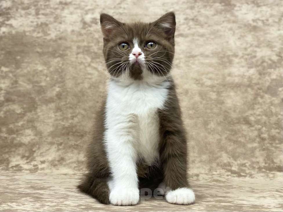 Кошки в Люберцах: Британский котенок Девочка, 50 000 руб. - фото 5