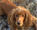 Собаки в Саратове: Потерялся Кокер Спаниель мальчик  Мальчик, Бесплатно - фото 1