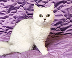 Кошки в Москве: Британские короткошёрстные котята Девочка, Бесплатно - фото 6