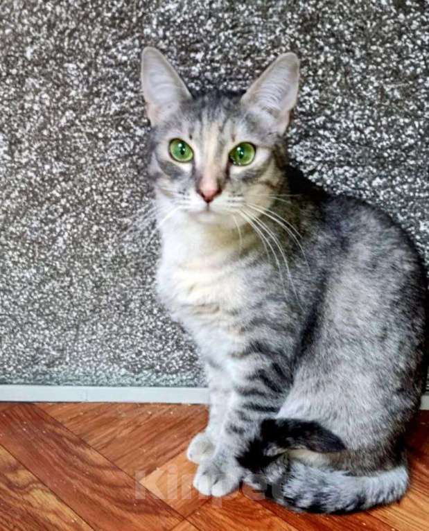 Кошки в Москве: Стеша, серебряная шубка. Молодая кошка в добрые руки. Девочка, Бесплатно - фото 2