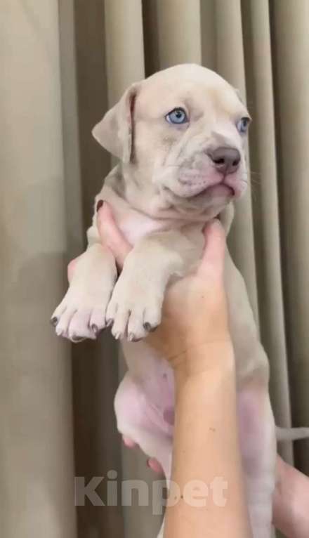 Собаки в Краснодаре: Мерль Мальчик, 100 000 руб. - фото 1