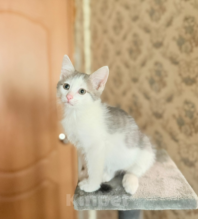 Кошки в Королеве: Котенок мальчик 2 месяца Мальчик, Бесплатно - фото 4