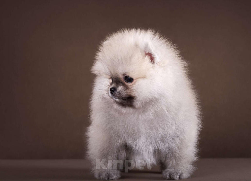 Собаки в Москве: Немецкий шпиц, померанский шпиц, щенок Мальчик, 70 000 руб. - фото 4