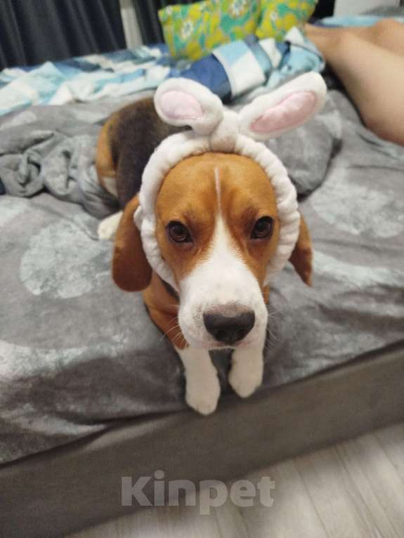 Собаки в Краснодаре: Вязка,бигль. Мальчик, Бесплатно - фото 4