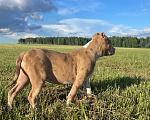 Собаки в других городах Московской области: Американский Булли классик Девочка, 100 000 руб. - фото 5