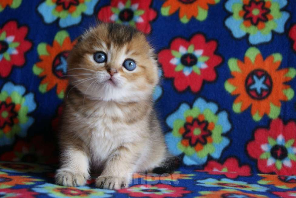 Кошки в Москве: золотой мальчик Мальчик, 35 000 руб. - фото 2