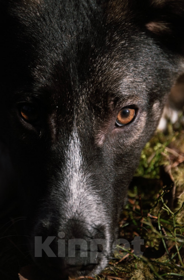 Собаки в Твери: Рэй Мальчик, Бесплатно - фото 4