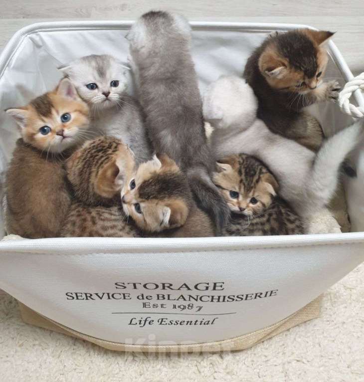 Кошки в Крымске: Котята Разнополые, 20 000 руб. - фото 10