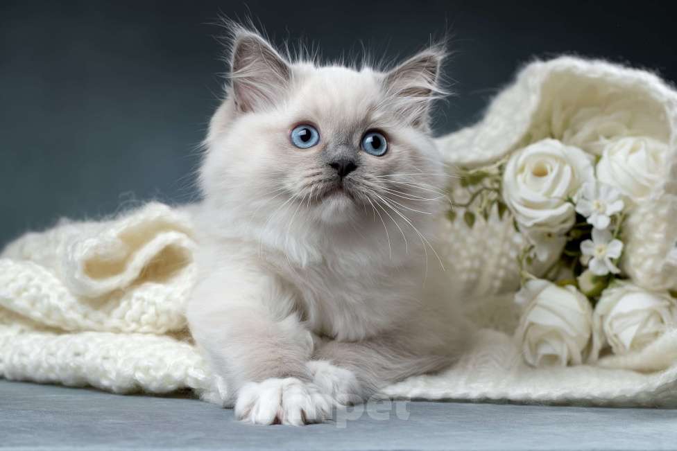 Кошки в Санкт-Петербурге: Клубный котенок РЭГДОЛЛ Мальчик, Бесплатно - фото 1