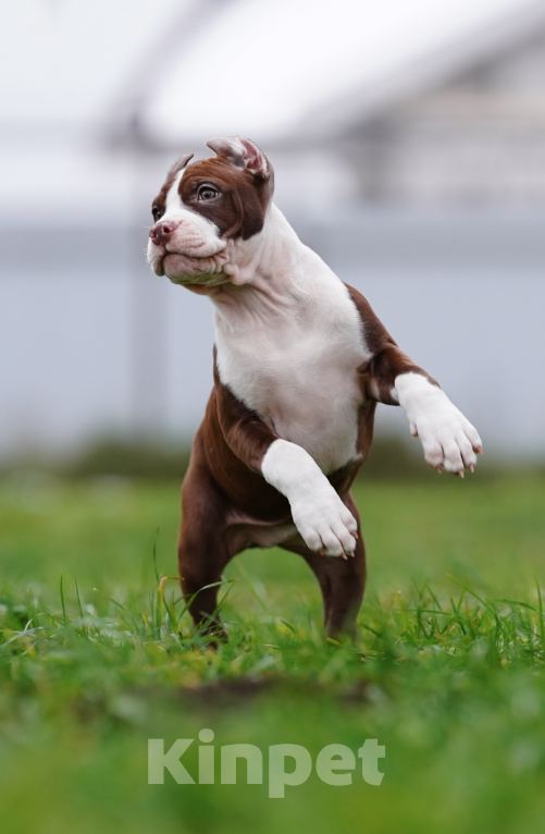 Собаки в других городах Ленинградской области: Щенки американского питбультерьера Мальчик, 80 000 руб. - фото 1