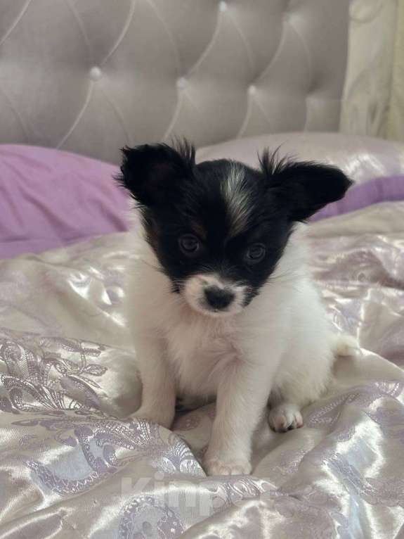 Собаки в других городах Московской области: Щенок девочка папильон Papillon  Девочка, 65 000 руб. - фото 1