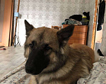Собаки в Нижнем Новгороде: Собака в добрые руки Мальчик, 1 руб. - фото 1